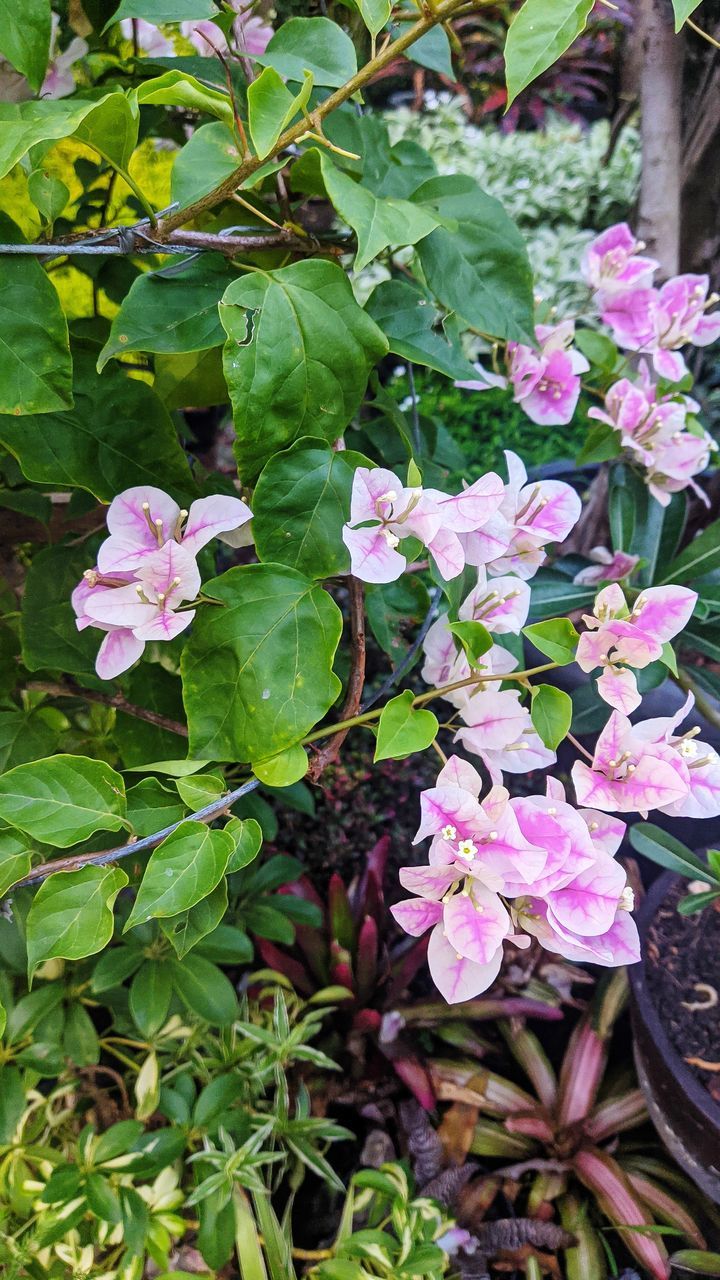 plant, flower, flowering plant, beauty in nature, plant part, growth, leaf, freshness, garden, nature, pink, fragility, green, no people, close-up, petal, day, high angle view, outdoors, botany, shrub, inflorescence, flower head, springtime, blossom