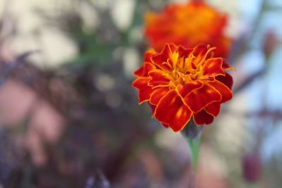 Close-up of red flowering plant