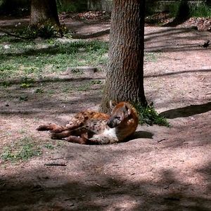 Squirrel on tree trunk in forest