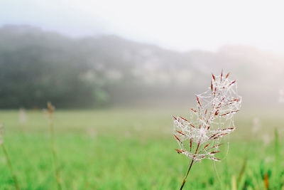Close-up of flowering plant on field