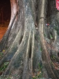 Full frame shot of tree trunk