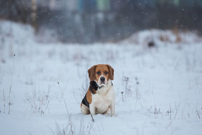 Portrait of dog on snow covered land