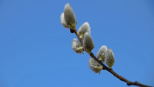 Low angle view of white flowering plant against clear blue sky