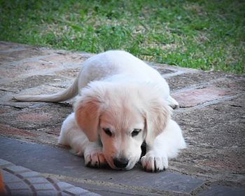 High angle view of dog resting on footpath