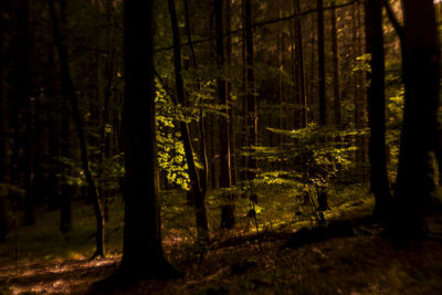 Trees in forest