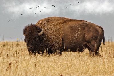 Lion in a field