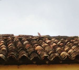 Close-up of crab on roof of house against sky