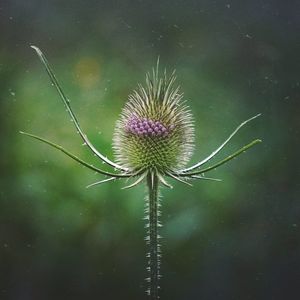 Close-up of thistle on plant