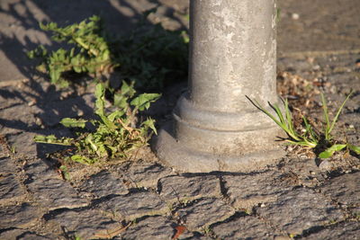 Close-up of plant growing on tree trunk