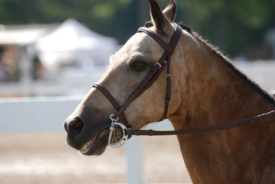 Beautiful roan pony braided and ready at a hunter horse show.