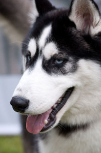 Close-up of dog looking away