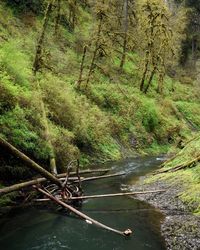 Scenic view of river in forest