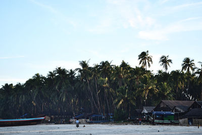 Palm trees on beach against sky