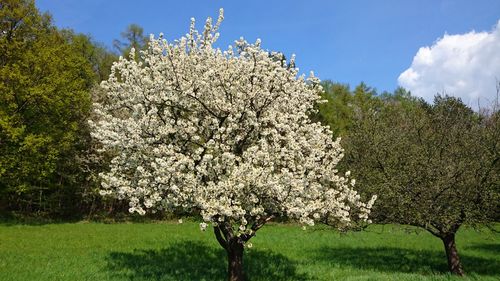 Trees growing on field