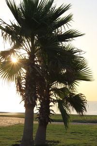 Palm trees on field against sky