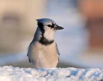 Close-up of a bird on snow