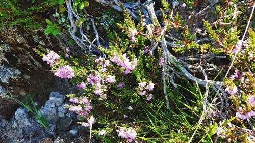 Flowers growing on tree