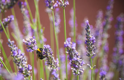 Close-up of purple lavender flowers