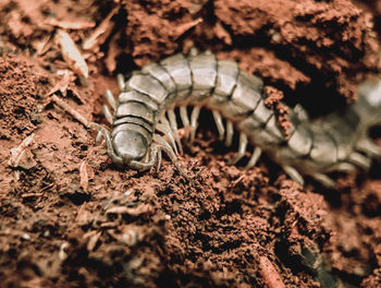 High angle view of insect on field