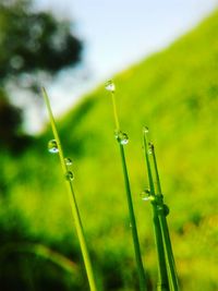 Close-up of grass growing in field