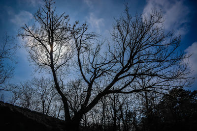 Low angle view of silhouette bare trees against sky