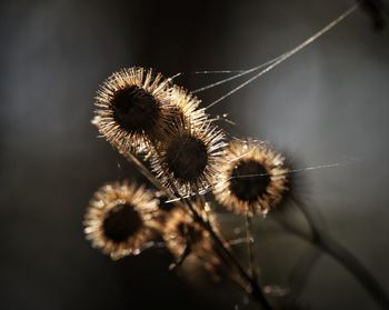 Close-up of wilted flower