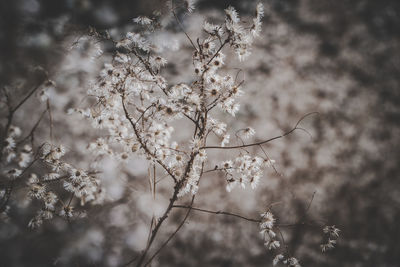 Low angle view of cherry blossom tree