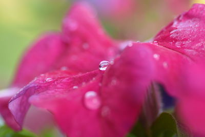 Close-up of water drops on pink flower