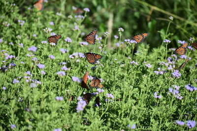 Butterfly pollinating on purple flower