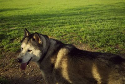 Dog resting on grassy field