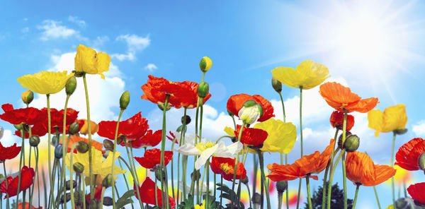 Low angle view of flowering plants against sky