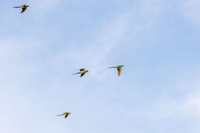 Low angle view of birds flying in sky