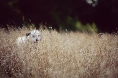 Dog on grassy field