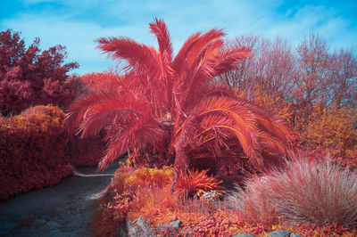 Red trees against sky during autumn