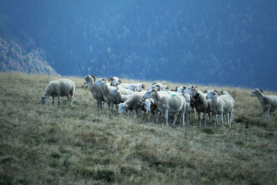 Herd of sheep grazing on a hill