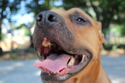 Close-up portrait of animal