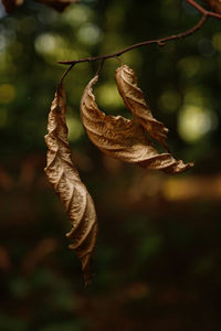 Close-up of dried leaves