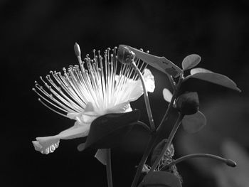 Close-up of flowering plant