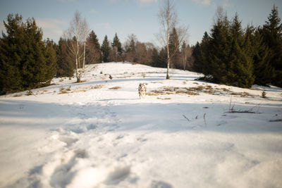 Scenic view of landscape against sky during winter