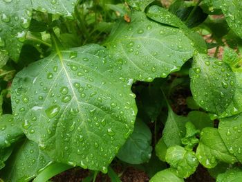 Close-up of wet plant leaves during rainy season