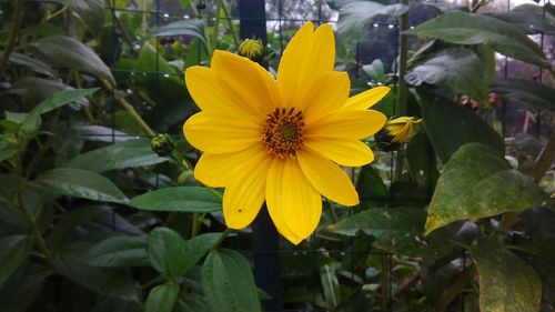 Close-up of yellow flowering plant