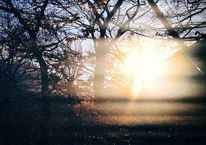 SUN SHINING THROUGH TREES