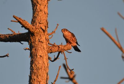 Low angle view of bird perching on tree against sky