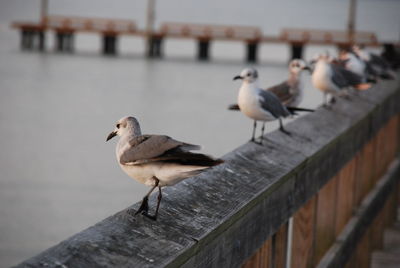 Seagulls perching on a railing