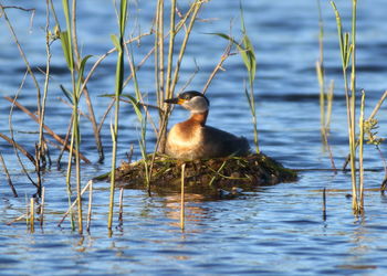 Bird perching on a lake