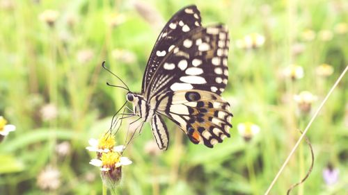 Close-up of butterfly pollinating on flower