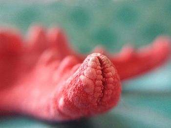 Extreme close up of red flower