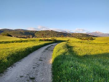 Scenic view of field against clear sky