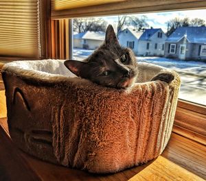 Close-up of a cat resting at home