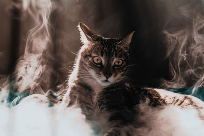 Close-up portrait of cat relaxing at home